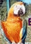 perroquet ara catalina 