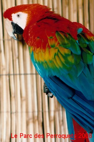 perroquet ara macao